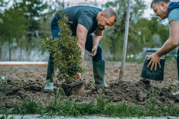 Best Stump Grinding and Removal  in Hayfield, VA