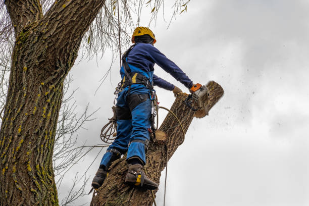 Best Tree Health Inspection  in Hayfield, VA